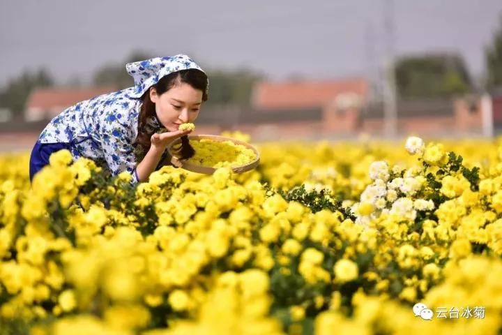 云臺(tái)冰菊基地發(fā)生了什么？一批批領(lǐng)導(dǎo)專家團(tuán)隊(duì)前來(lái)！